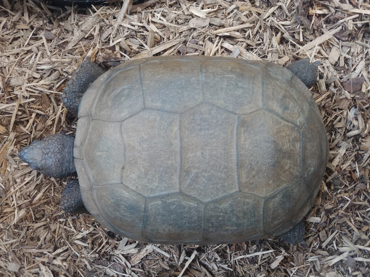 Phases of the moon: tortoise style - Zoo Atlanta