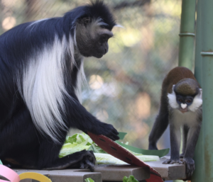 a colobus and schmidt's guenon in their outdoor habitat