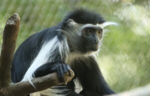 closeup of a colobus monkey