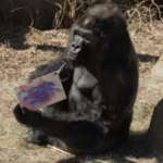 Gorilla Ivan painting on a canvas with pink and blue in his Zoo habitat.