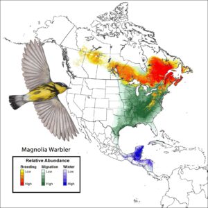 A graphic showing the distribution of the Magnolia Warbler