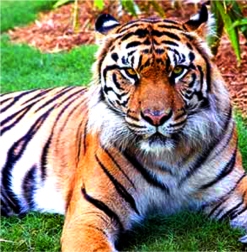 Sumatran tiger laying on green grass looking straight ahead