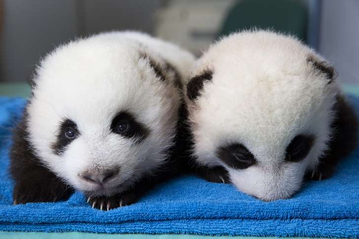 Panda twins turn 1 month old - Zoo Atlanta