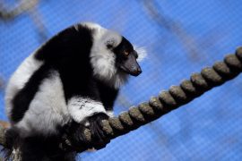 Black and white ruffed lemur standing on rope outside with blue sky in the background.