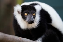 Black and white ruffed lemur staring off to the side in outside habitat.