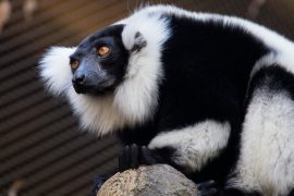 Black and white ruffed lemur standing on branch outside.