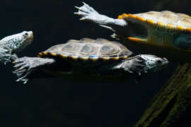 Three tiny terrapin turtles swimming.