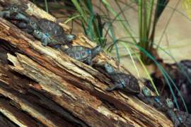 Eight diamondback terrapins laying on a log in their habitat