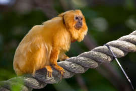 Golden lion tamarin standing on a rope looking to the side