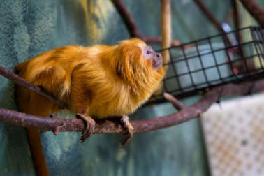 Golden lion tamarin standing on a branch looking to the side