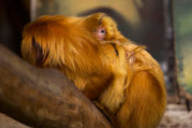 adult golden lion tamarin with a baby on its back