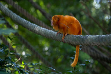 Golden lion tamarin standing on a rope looking to the side