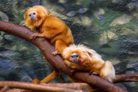 Two golden lion tamarins laying on a branch