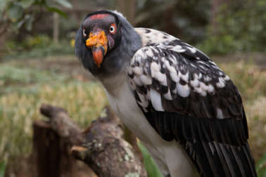 king vulture bird standing on a branch