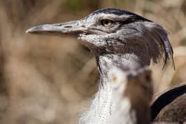 up-close photo of kori bustard bird