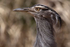 up-close photo of kori bustard bird