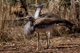 two kori bustard birds looking to the side