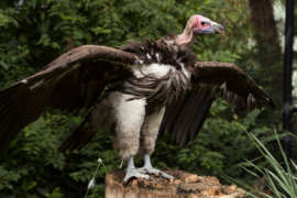 lappet-faced vulture standing on tree trunk with wings spread