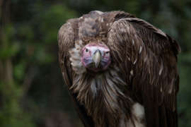 lappet-faced vulture looking straight ahead