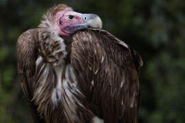 lappet-faced vulture looking to the side