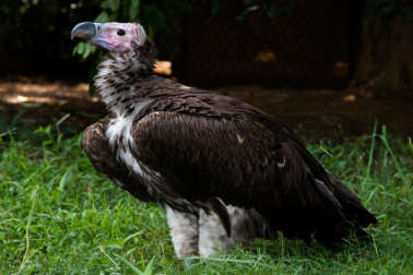 lappet-faced vulture standing on green grass