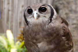 A wide-eyed milky eagle owl.