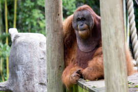 Male orangutan Benny sits on a wooden climbing structure in his zoo habitat.