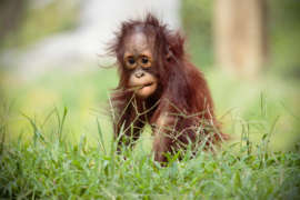 Young orangutan standing in green grass with grass in its mouth.