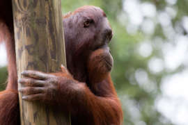 Orangutan with hands around a wooden structure outside.
