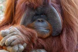 Male orangutan Chantek lays on his stomach with his head resting on his arms.
