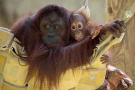 mom and baby orangutan laying in hammock outside.