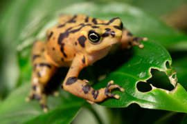 A Panamanian golden frog sits on the green leaf.