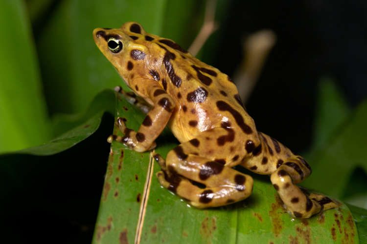 panamanian golden frog