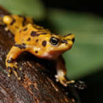 A Panamanian golden frog sits on a wet branch.