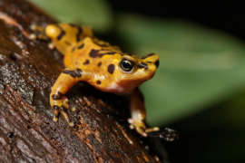A Panamanian golden frog sits on a wet branch.