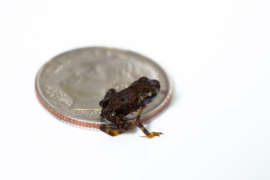 A tiny, brown Panamanian gold froglet sitting on a time that is much larger than it is.