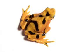 A Panamanian golden frog from overhead sitting on a white background.