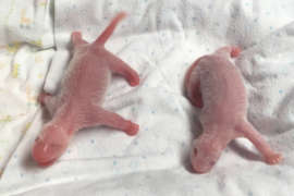 Two newborn giant panda cubs. they are all pink with a small amount of white fur growing.