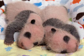 Two tiny giant panda cubs sleeping. They are mostly pink with black markings around their eyes and on their arms. Very little white fur has grown in yet.