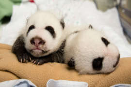 Two giant panda cubs laying next to each other. One looking straight ahead the other asleep on its side.