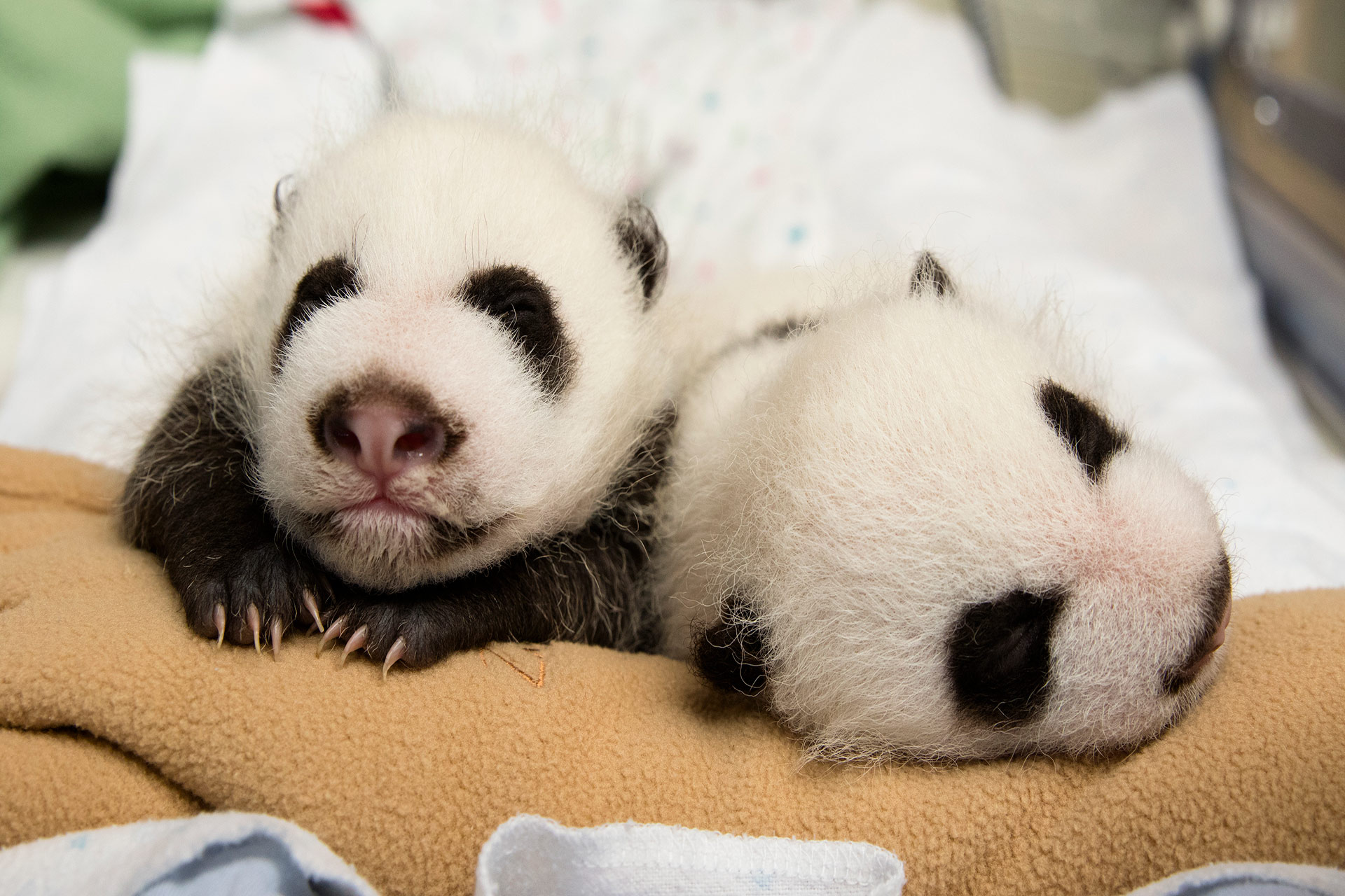 Panda Updates from 2016 - Zoo Atlanta