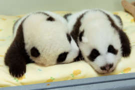 Two giant panda cubs laying next to each other.