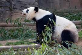 Giant panda outside surrounded by bamboo.