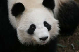 Close up of female giant panda's face.