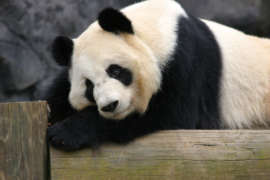 Giant panda laying down outside looking to the side.