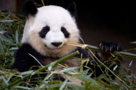 Giant panda with bamboo in its mouth.