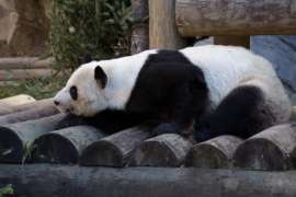 Giant panda laying down outside