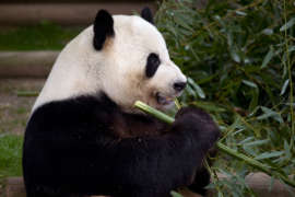 Giant panda with bamboo in its hand.
