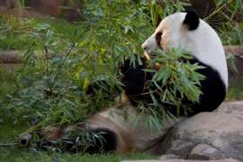 Giant panda eating bamboo while leaning against a rock on green grass.