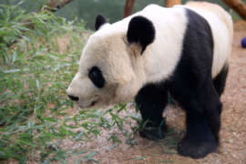 Giant panda standing next to bamboo.